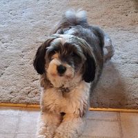 Vetco Vaccination Clinic ico
