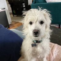 Viva Pet Care ico