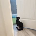 Oregon Humane Society - Community Veterinary Hospital