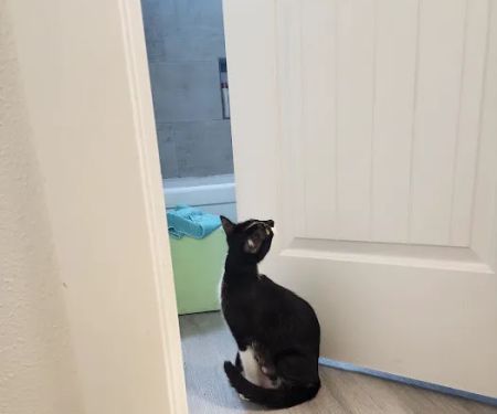 Oregon Humane Society - Community Veterinary Hospital