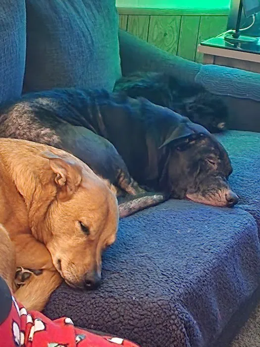 Oregon Humane Society - Community Veterinary Hospital Picture 4