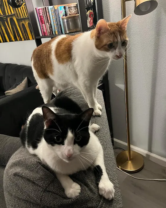 Peninsula Pet Clinic Picture 1