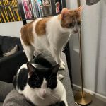 Peninsula Pet Clinic
