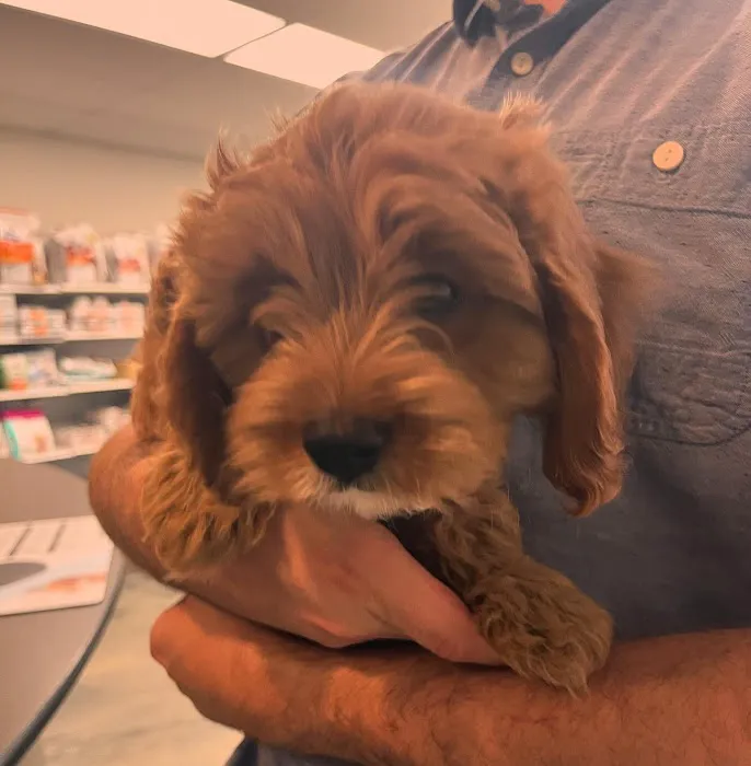 Peninsula Pet Clinic Picture 8