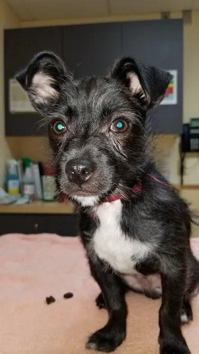 VCA North Portland Veterinary Hospital Picture 4