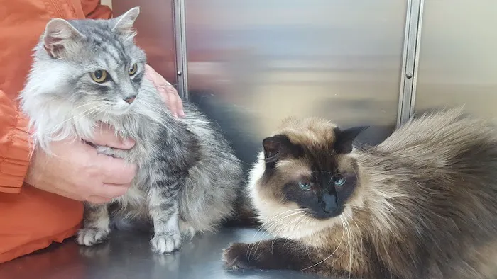 VCA North Portland Veterinary Hospital Picture 6