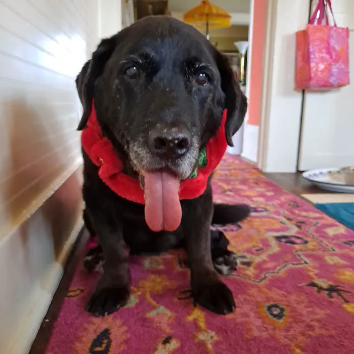 VCA North Portland Veterinary Hospital Picture 10