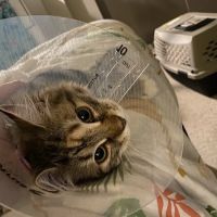 Hayden Meadows Pet Clinic ico