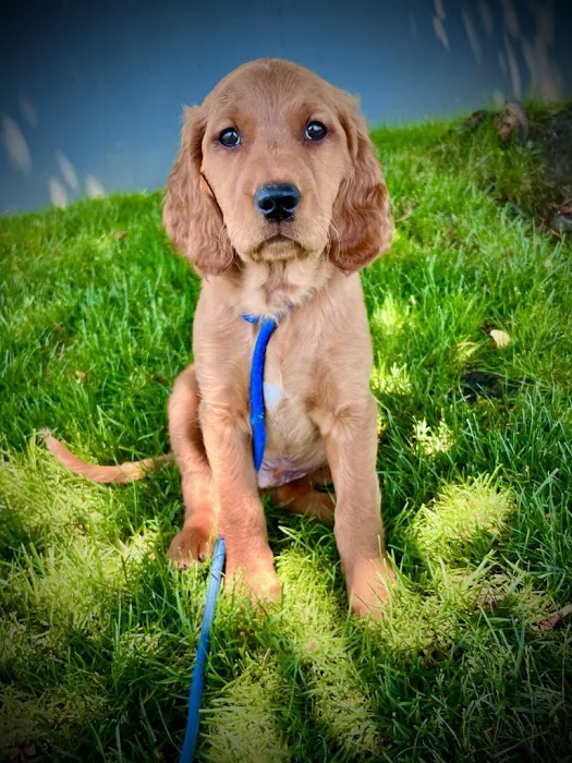 Hayden Meadows Pet Clinic Picture 4