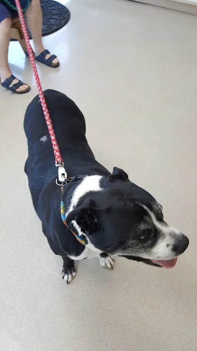 Hayden Meadows Pet Clinic Picture 7