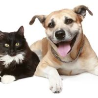 Mt. Scott Animal Clinic ico