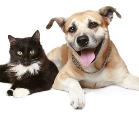 Mt. Scott Animal Clinic