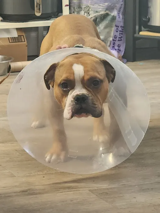 Mt. Scott Animal Clinic Picture 8