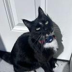 Linwood Animal Clinic