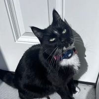 Linwood Animal Clinic ico