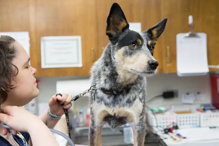 Linwood Animal Clinic Picture 6