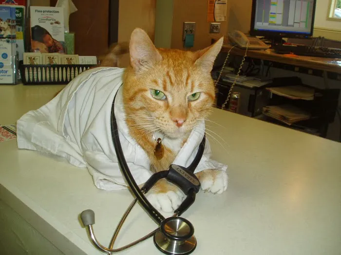 Linwood Animal Clinic Picture 9