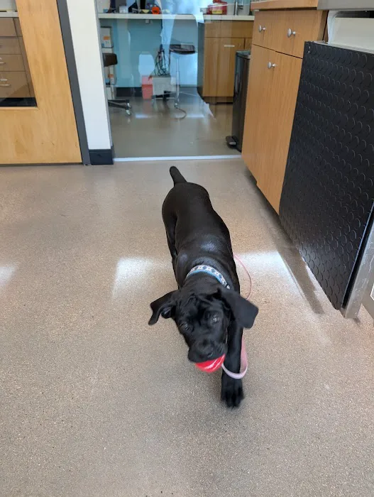 Sploot Veterinary Care - Platt Park Picture 5