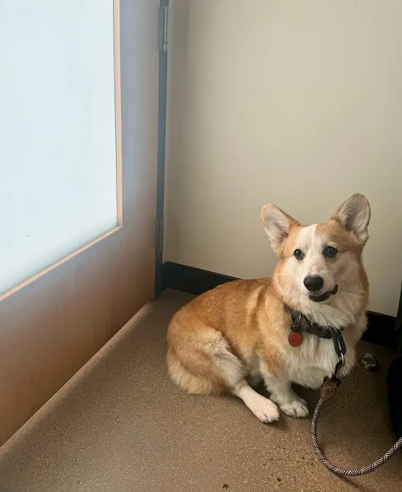 Sploot Veterinary Care - Platt Park Picture 6