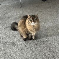 Full Circle Veterinary Care ico