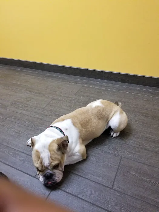 Banfield Pet Hospital Picture 7