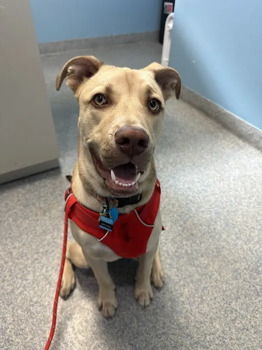 Animal Health Care Denver Picture 1
