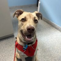 Animal Health Care Denver ico