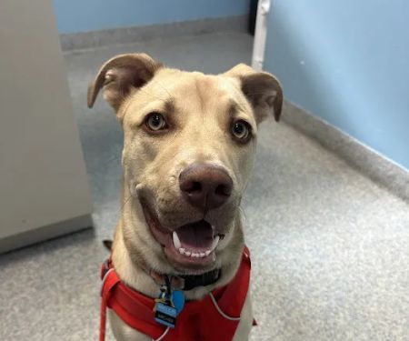 Animal Health Care Denver