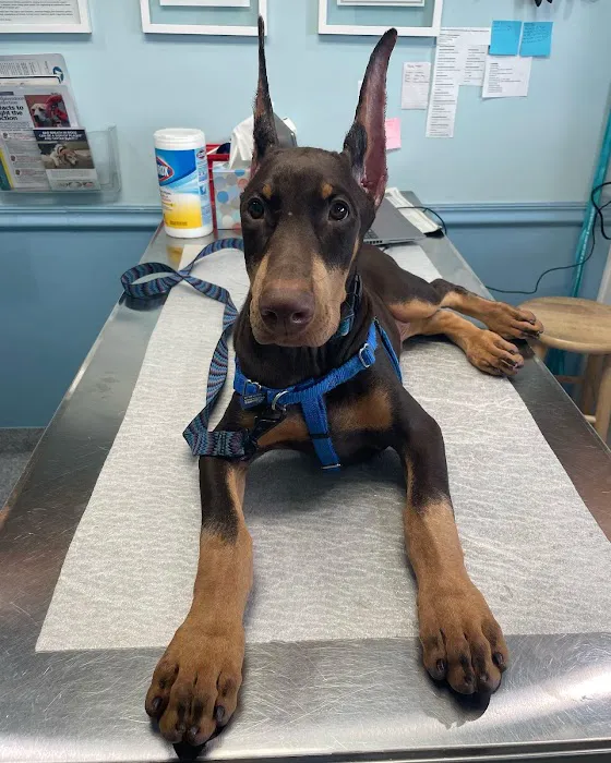 Animal Health Care Denver Picture 10