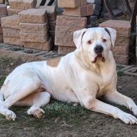 Western Animal Clinic ico