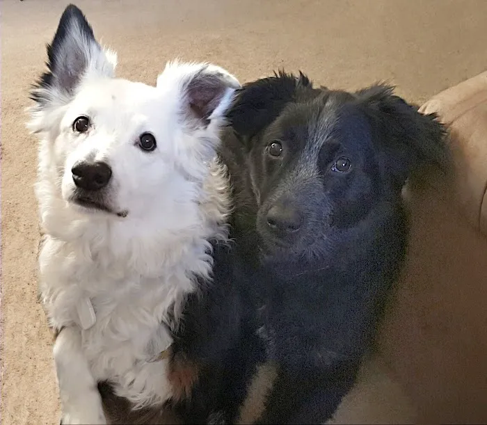 Western Animal Clinic Picture 7