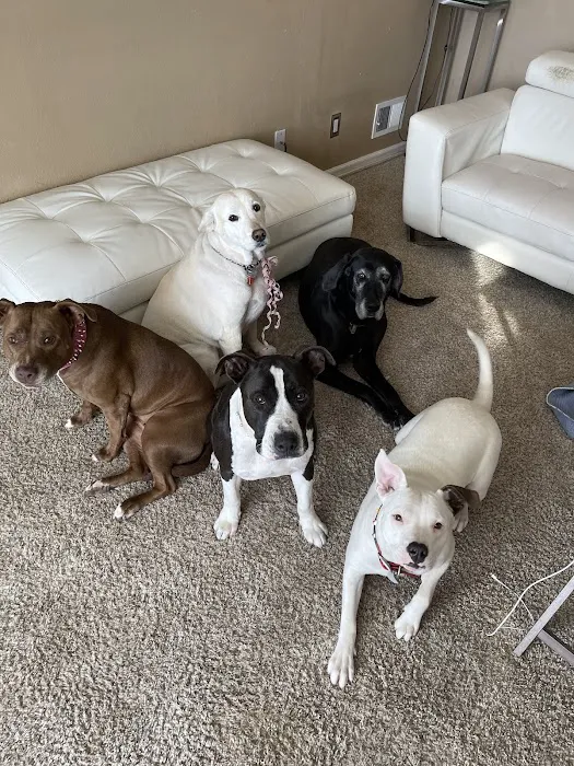 Second Chances Veterinary Care Picture 2
