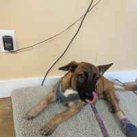 Second Chances Veterinary Care ico