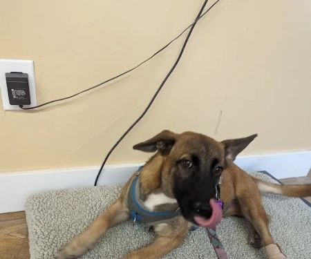 Second Chances Veterinary Care