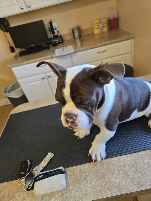Second Chances Veterinary Care Picture 4