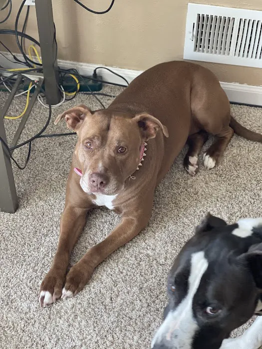Second Chances Veterinary Care Picture 6