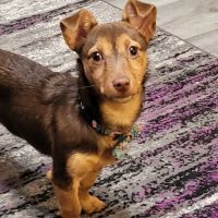 Wadsworth Animal Hospital ico