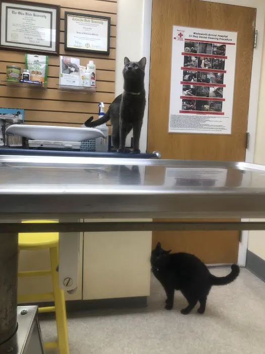 Wadsworth Animal Hospital Picture 8