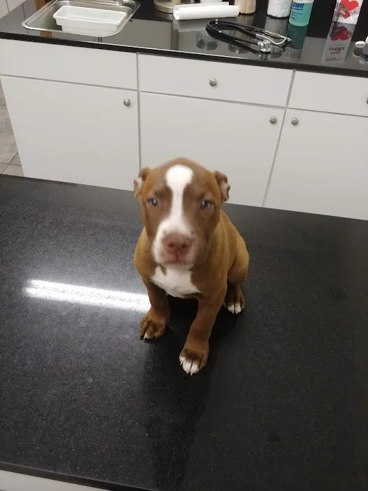 Hermosa Veterinary Clinic Picture 4
