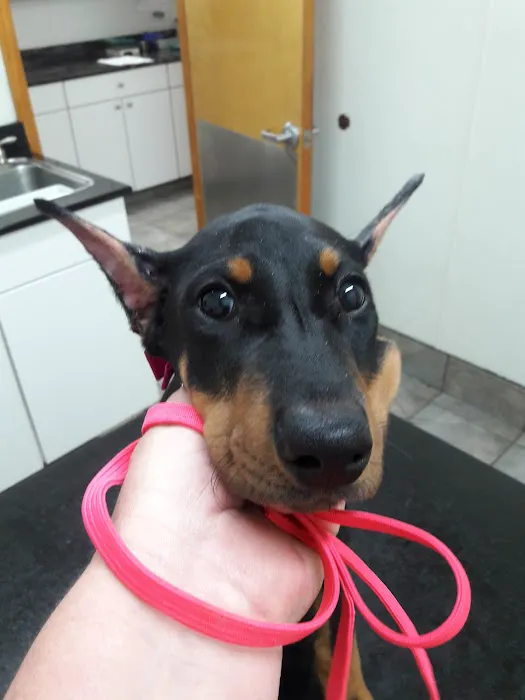 Hermosa Veterinary Clinic Picture 6
