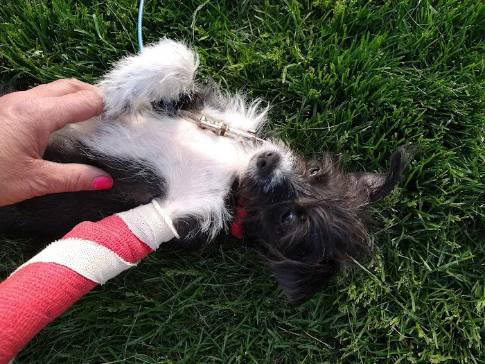 Hermosa Veterinary Clinic Picture 9