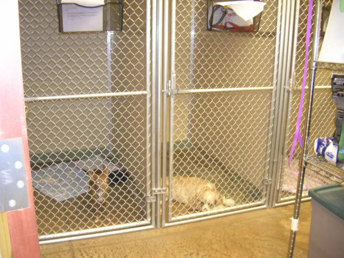 VCA Park Hill Animal Hospital Picture 4