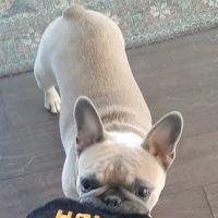 Montclair Animal Clinic ico