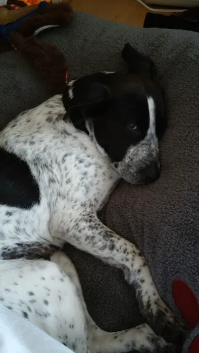Montclair Animal Clinic Picture 8