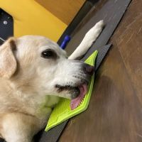 Park Hill Veterinary Medical Center ico