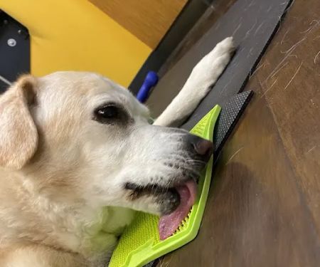 Park Hill Veterinary Medical Center
