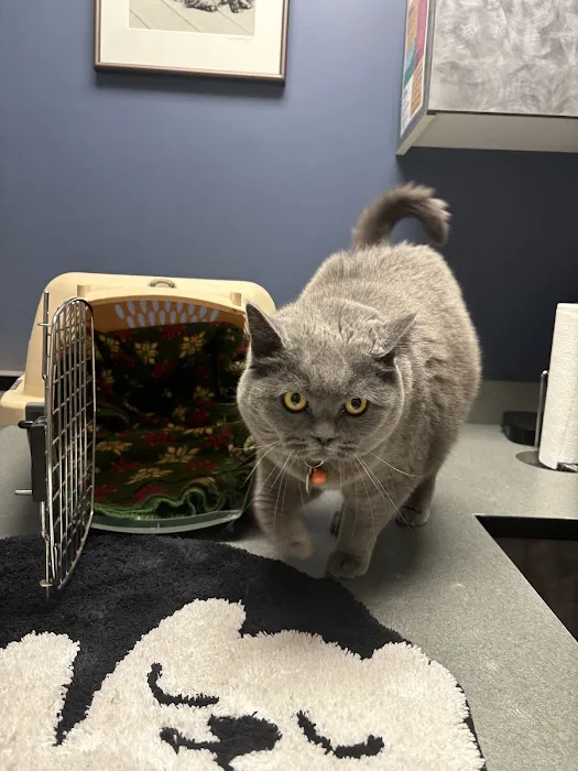 VCA Aspenwood Animal Hospital Picture 1