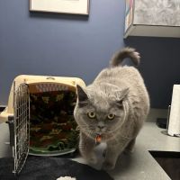 VCA Aspenwood Animal Hospital ico