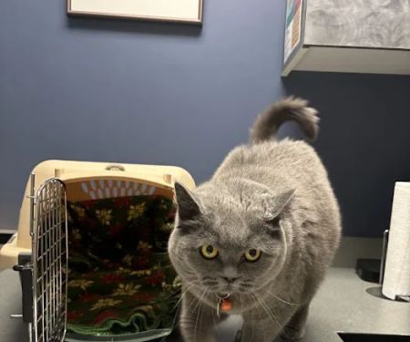 VCA Aspenwood Animal Hospital