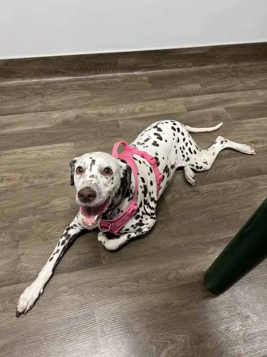 VCA Aspenwood Animal Hospital Picture 8